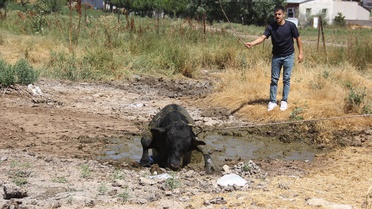 Kaçan Angus Boğa 2 Saatlik Kovalamacanın Ardından Yakalandı