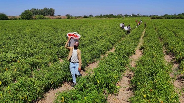 Adana'da Kapya Biber Hasadı Başladı