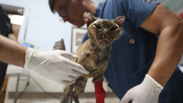 Yangından Kurtulan Kedi 'Luna' Hayata Dönüyor