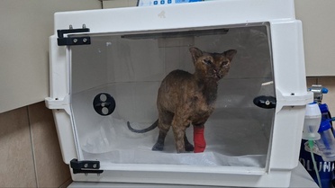 Yangında Yaralanan Kedi Tedavi Altında