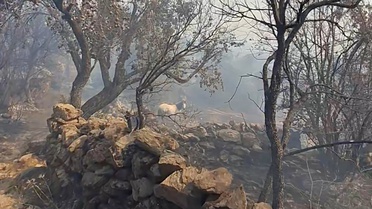 Mahsur Kalan Hayvanlar Kurtarıldı