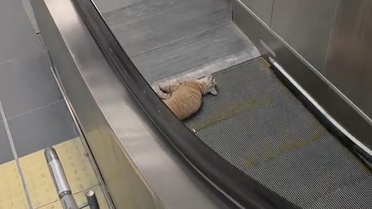 Başakşehir Metro İstasyonu’nda kedi yürüyen merdivene sıkıştı
