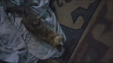 Amasya'da 8 Kedi Ölü Bulundu