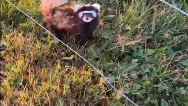 Koruma Altındaki Gelincik Ilgaz Dağı'nda Görüntülendi