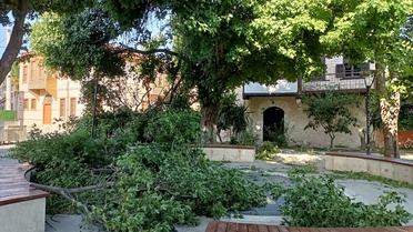 Silifke'de Kuvvetli Rüzgar Ağaçları Devrildi