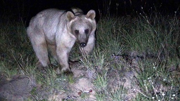 Nemrut Kalderası'nda Ayılar Yeniden Görüntülendi