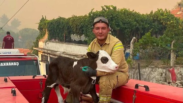 Orman yangınından kurtarılan buzağının iç ısıtan fotoğrafı