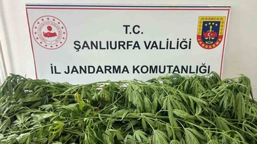 Suruç'ta Kenevir Operasyonu: 35 Kök Ele Geçirildi