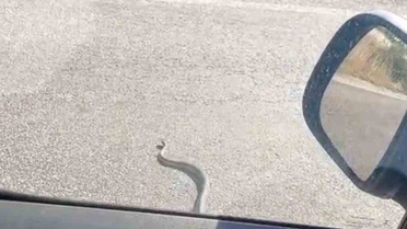 Yolda Yılanla Karşılaşan Sürücüler Şaşırdı