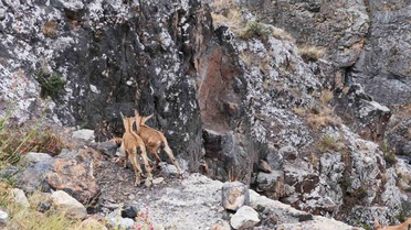 Gümüşhane'deki Yavru Yaban Keçileri Oyun Oynuyor