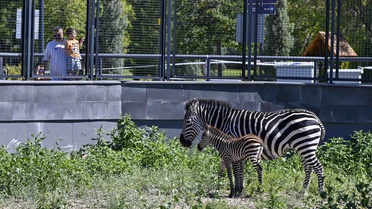 Yeni Yavru Zebra Park'ta!