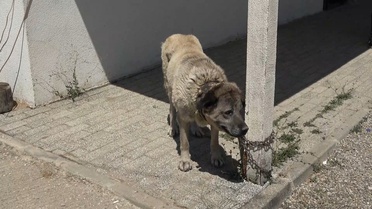 Hadise Kangal'ın Yavruları Tehlikede