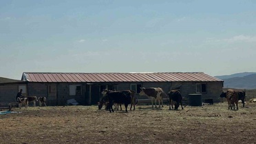 Aydıntepe'de Buzağı Küpeleme ve Aşılama Tamamlandı