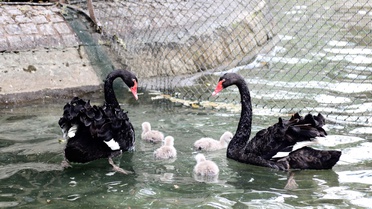 Kuğulu Park'ta 4 Yeni Yavru