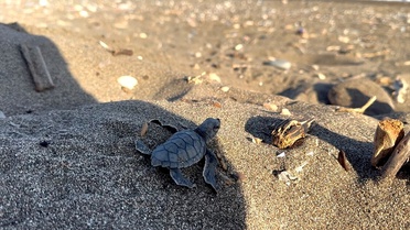 Yeşil Deniz Kaplumbağası Yavruları Denize Ulaştı