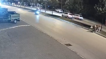 Düzce'de Motosiklet Büyükbaş Hayvana Çarptı