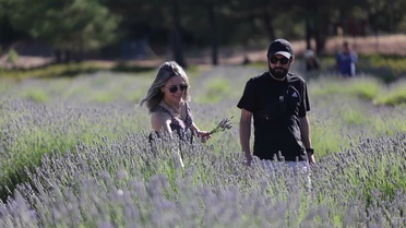 Muğla Koku Vadisi’nde lavanta hasadı şenlikle başladı