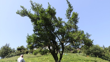 Rize'de yaklaşık 70 yıldır budanmayan çay ağacı görenlerin ilgisini çekiyor