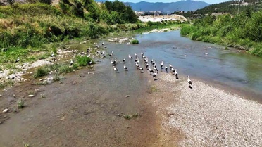 Karabük'te Leylekler Soğanlı Çayı'nda
