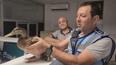 Trafiği durdurup ördeği kurtardılar