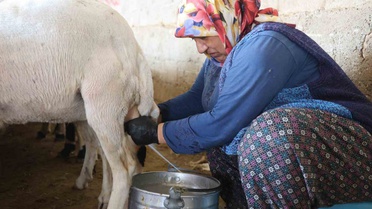 Kadınların Emeğiyle Koyun Peynirine Dönüşen Gelenek