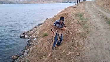 Köpek Saldırısına Uğrayan Dağ Keçisi Kurtarıldı
