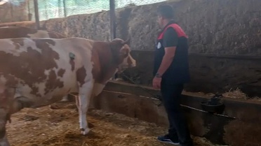 Elazığ'da Büyükbaş Hayvan Denetimleri