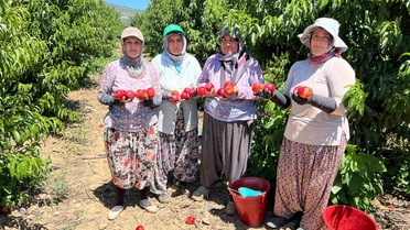İznik'te Nektarin Hasadı ve Fiyat Sorunları