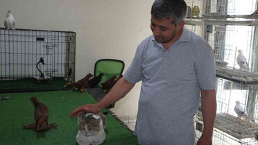 Bulut: Peynir Ve Zeytin Seven Kedi
