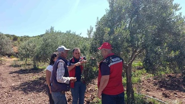 Zeytin Üreticilerine Hastalıkla Mücadele Eğitimi