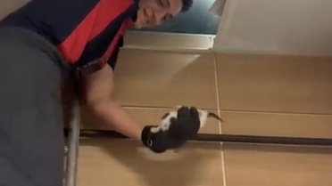 Çankırı'da Yavru Kedi Kurtarıldı