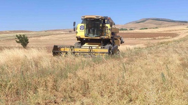 Kütahya'da Nohut Hasadı ve Aşı Etkisi