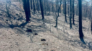 Yangın Alanları İmara Açılmasın