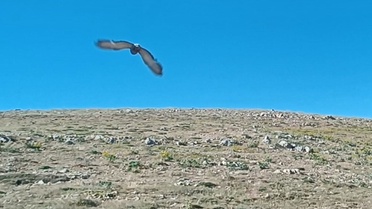 Güvercin Tuzaktan Kurtarıldı