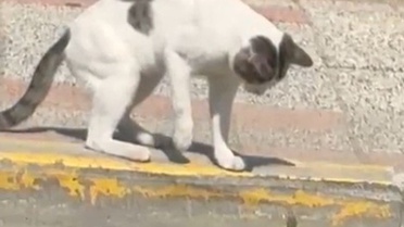 Silivri'de Kedi ve Kertenkele Kavgası