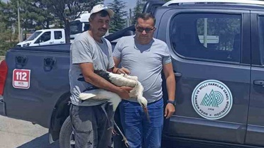 Yaralı leylek koruma altına alındı