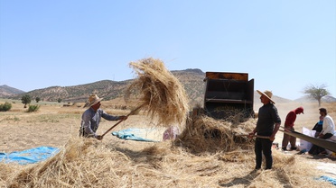 Hasankeyf'te Sıcak Havada Hasat Devam Ediyor