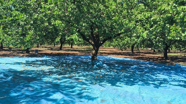 Malatya'da Kayısı Hasadı Devam Ediyor