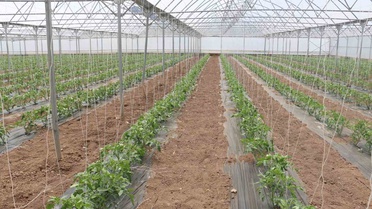 Erzincan'da Sera Örtüsü Desteği Başladı