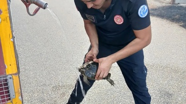 Yangından kurtarılan kaplumbağa doğaya döndü