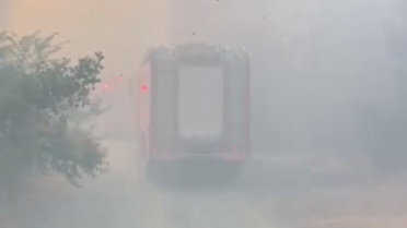 Tepebaşı’ndaki orman yangınında yanmak üzere olan kaplumbağa kurtarıldı