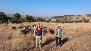 Kilis'te Kaybolan 50 Hayvan Bulundu