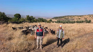 Kaybolan 50 Hayvan Bulundu