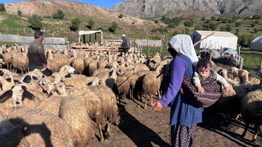 Zorlu Koşullarda Erzincan Tulum Peyniri Üretimi