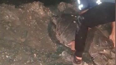 Caretta Caretta Kurtarıldı