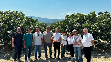 Aydın'da İncirde Fusarium Hastalığına Karşı Önlemler