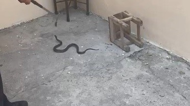 Kars’ta evin bahçesine giren yılan itfaiyeyi harekete geçirdi