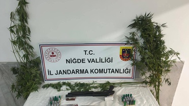 Uyuşturucu Operasyonunda 16 Kök Kenevir Ele Geçirildi