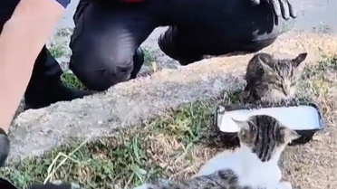 Rögar Çatlağında Mahsur Kalan Kedi Kurtarıldı
