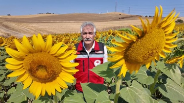 Tekirdağ'da Ayçiçeği Üretiminde Arıların Rolü